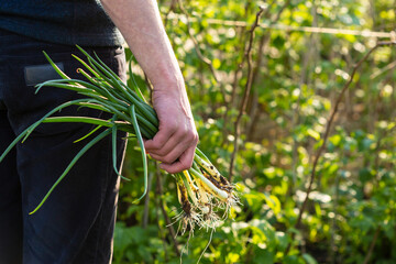 Spring onions in farmer’s hand, outdoor food