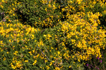Ajoncs de Le Gall en fleurs dans la lande	