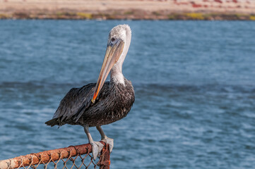 Brown Pelican (Pelecanus occidentalis) in Bolsa Chica Ecological Reserve, California, USA