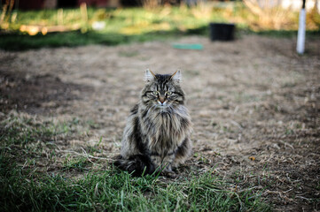 Naklejka na ściany i meble Gray tabbed beautiful feline cat. Domestic animal. A pet in nature. Bokeh. The village, the park. Summer.