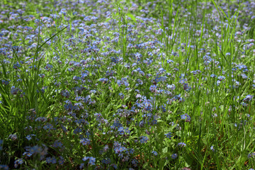 Fototapeta premium Wildflowers blooming on a summer day.