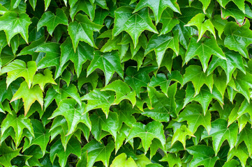green vine leaves covering the facade of a house