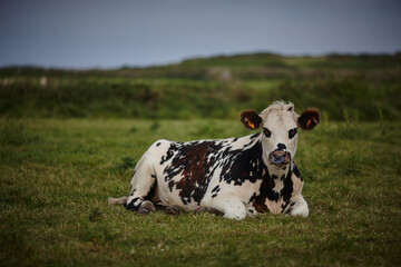 spotted cow grazes in a green meadow against a blue sky