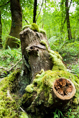 musgo sobre un viejo tronco de arbol