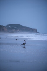 Fototapeta premium Malibu-landscape-beach-yoga-nature