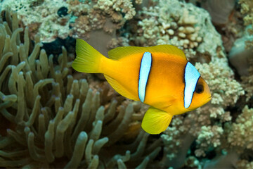 Fototapeta na wymiar Red Sea Clownfish, Two-banded Anemonefish, Amphiprion bicintus, Red Sea, Egypt