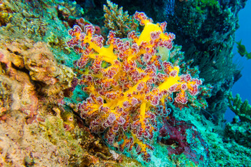 Fototapeta na wymiar Multi-branched Trees Coral, Coral Reef, South Ari Atoll, Maldives, Indian Ocean, Asia