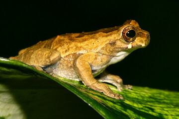 Tropical Green Frog, Rainforest, Napo River Basin, Amazonia, Ecuador, America