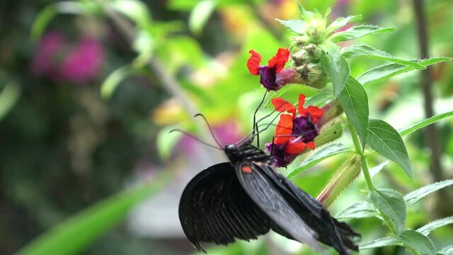 ナガサキアゲハ 蝶  オス  4K / Papilio memnon Linnaeus. Great Mormon Butterfly feeding on nectar. Male. Closeup shot. 4K