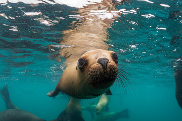 South American sea lions, Nuevo Gulf, Valdes Peninsula, Argentina.