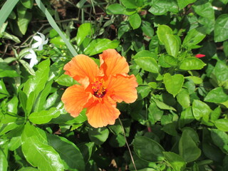 beautiful nature scenic view of orange Hibiscus or Rosemallow flower plant