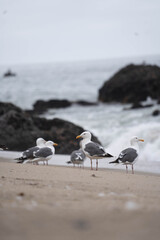 Malibu-landscape-beach-yoga-nature