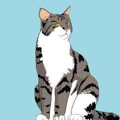 gray cat 