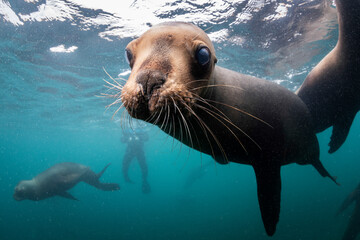 Obraz premium South American sea lions, Nuevo Gulf, Valdes Peninsula, Argentina.