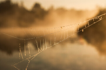 Morning dew on a spider web. Close up of a wet spider's web on the golden lake / river / pond background 