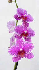 Purple orchid macro isolated on white background. Close up of beautiful orchid flowers. 
