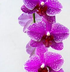 Purple orchid macro isolated on white background. Close up of beautiful orchid flowers. 
