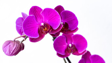 Fototapeta na wymiar Purple orchid macro isolated on white background. Close up of beautiful orchid flowers. 