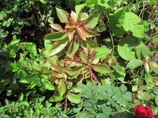 beautiful nature scenic view of plants