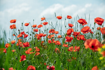 Blossoming Poppies (papaver) field. Wild poppies against blue sky. Flower nature background