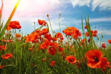 Blossoming Poppies (papaver) field. Wild poppies against blue sky. Flower nature background