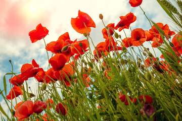 Blossoming Poppies (papaver) field. Wild poppies against blue sky. Flower nature background