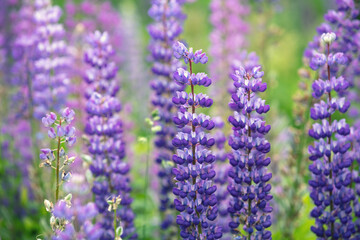 Blossoming wild Lupinus flowers. Spring flowers nature background