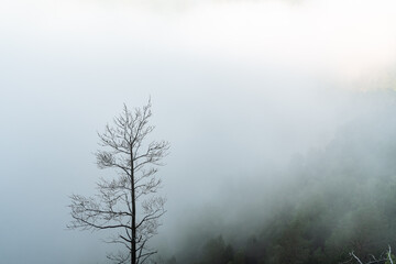 Obraz na płótnie Canvas a dry tree standing alone in the mountains against the background of fog, cloudy weather, minimalism