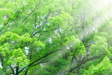 新緑の葉っぱと木漏れ日