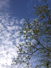 tree and sky