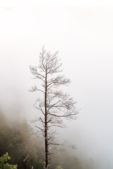 a dry tree standing alone in the mountains against the background of fog, cloudy weather, minimalism