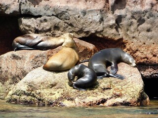 sea lion family on a rock 