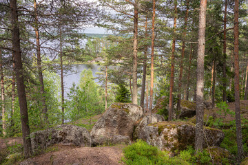 Magnificent forest landscape. The path through the forest trees and the sun breaks through the trees.