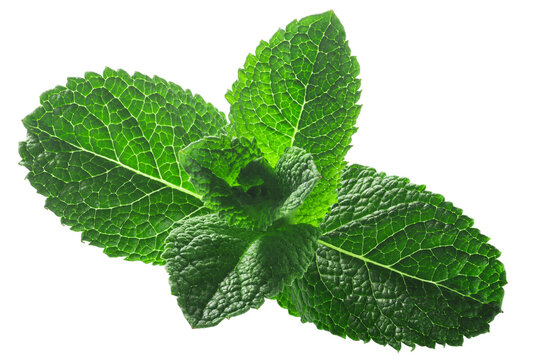 Peppermint leaves (Mentha piperita foliage) isolated w clipping paths