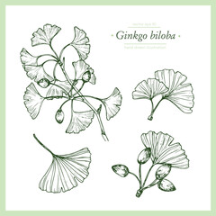 Hand drawn botanical illustration of ginkgo biloba. Vintage collection of medical herbs and plants.