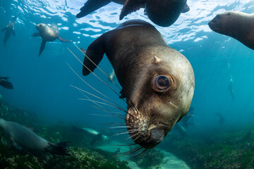 Naklejka premium South American sea lions, Nuevo Gulf, Valdes Peninsula, Argentina.