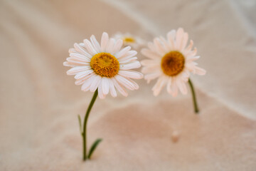 two daisy grows in the sand of the desert. Place for text