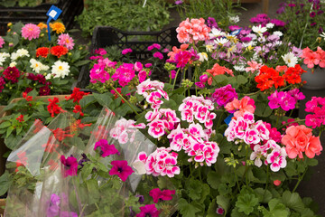 Potted petunia and geranium flowers in pots are sold in a flower shop in the open air.