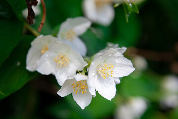 macro photo of jasmine flowers on a background of greenery