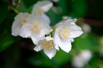 macro photo of jasmine flowers on a background of greenery