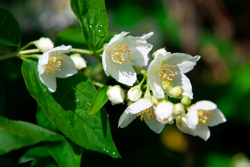 macro photo of jasmine flowers on a background of greenery