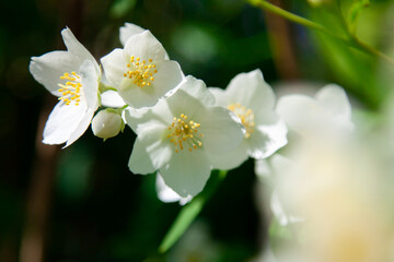 macro photo of jasmine flowers on a background of greenery