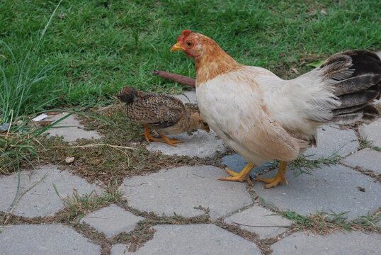 Chicken with chik