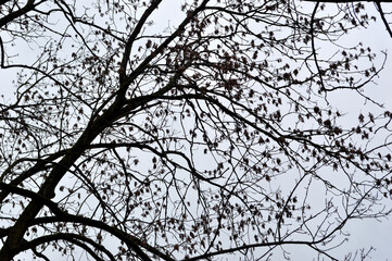 the dark crown of the tree against the sky blue