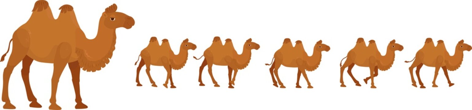 Bactrian or a two-humped camel, a cartoon character for a walking cycle animation