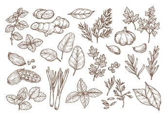 Sketch illustration of spices and herbs. Hand drawing. 