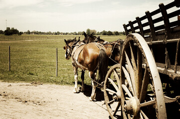 Shot of a Horse Cart vehicle