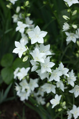 Campanula persicifolia - gentle white bell flowers are growing in a garden on green background. Floral background