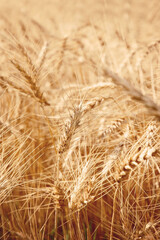 Close up view of a Beautiful Wheat Field