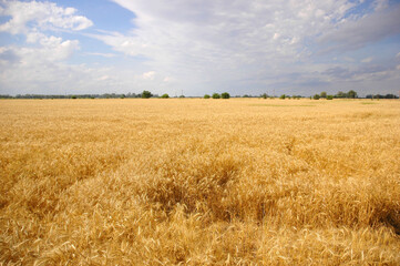 Landscape view of a Beautiful Wheat Field